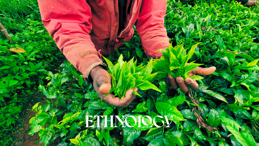 What Is Purple Tea? History, Health Benefits, and the Story of Kenya's Most Remarkable Crop